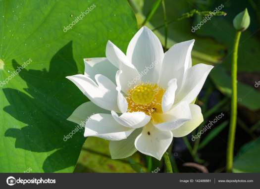depositphotos_142488881-stock-photo-white-lotus-flower.jpg