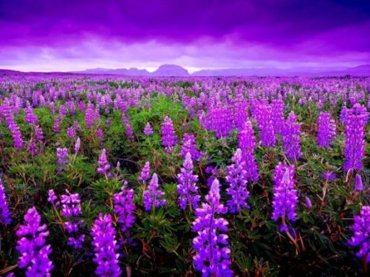 desde-antiseptica-hasta-las-enfermedades-autoimunes-lavanda-flor-ramo-600x450.jpg