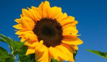 Girasol1-3.jpg