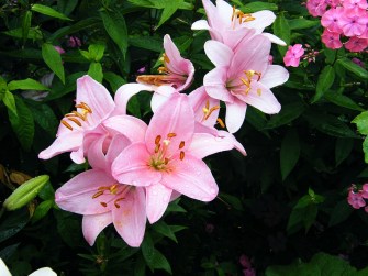 lily-2984035_960_720.jpg