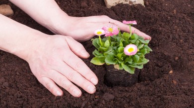 Plantando_Flores_I.jpg