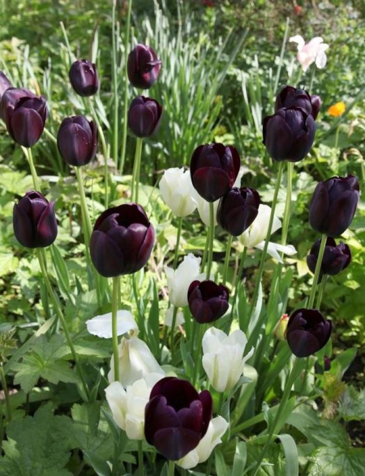 tulipanes-negros.jpg